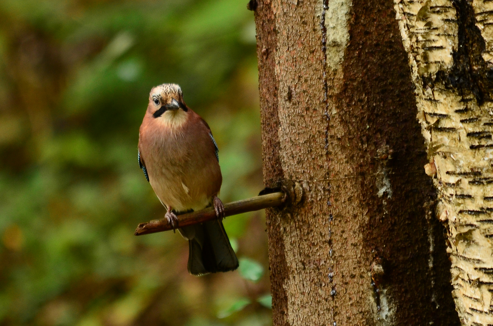 Eichelhäher im Bogenparcour II