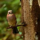 Eichelhäher im Bogenparcour II