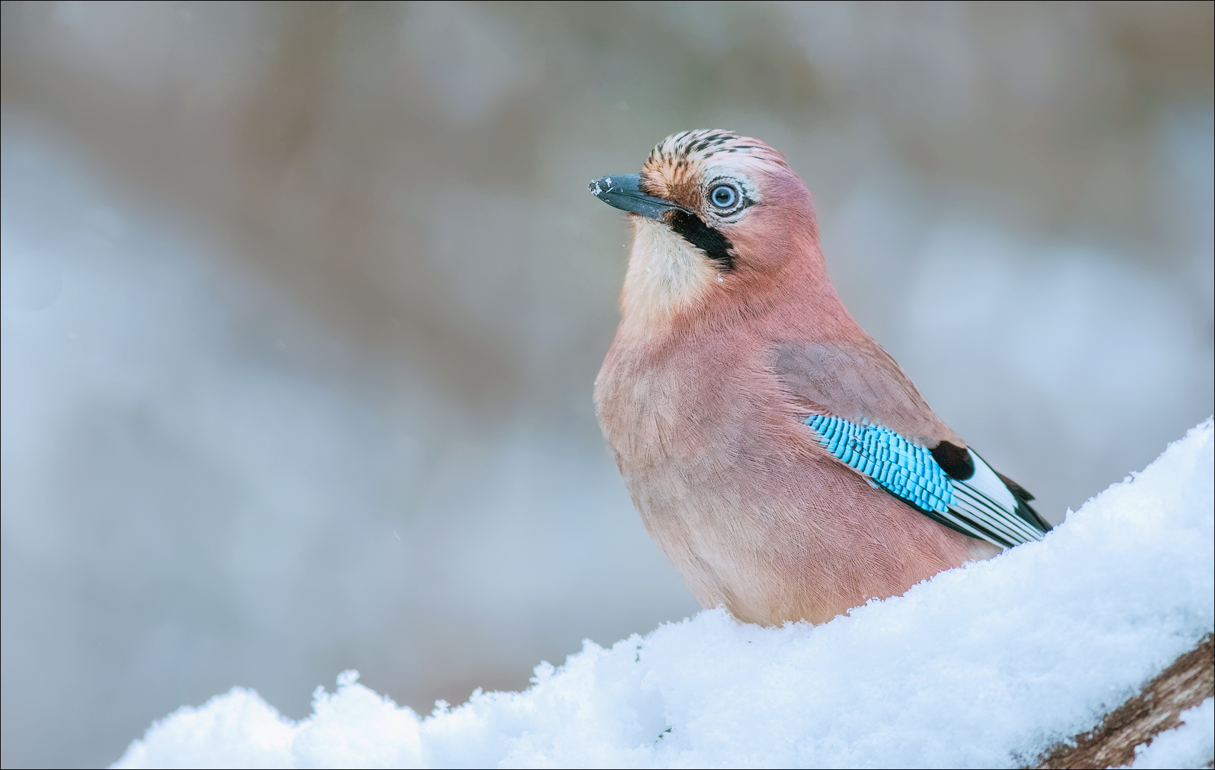 Eichelhäher im ersten Schnee