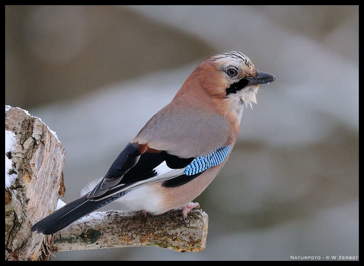 - Eichelhäher im ersten Schnee - ( Garrulus glandarius )