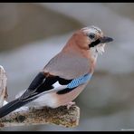 - Eichelhäher im ersten Schnee - ( Garrulus glandarius )