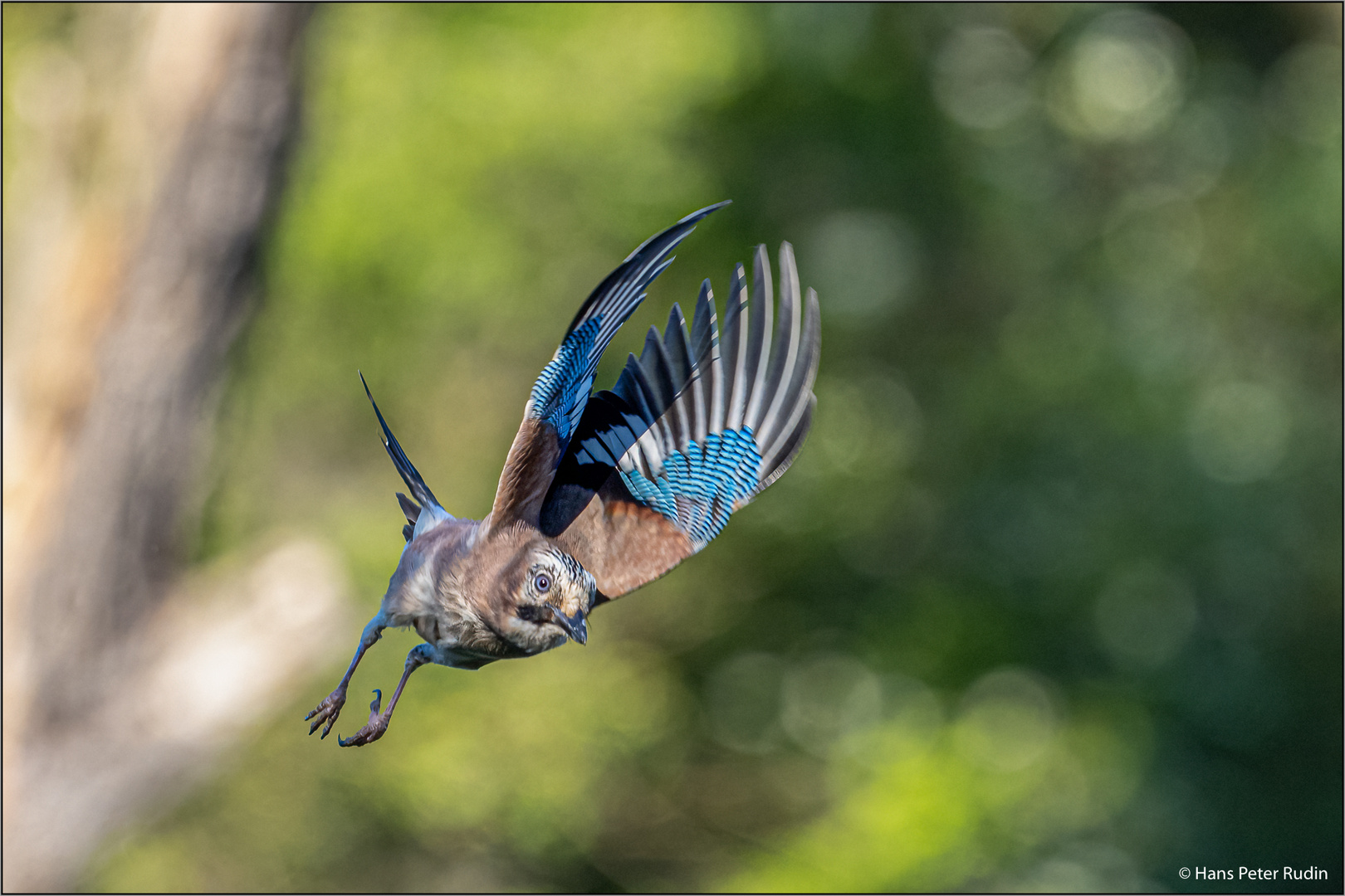 Eichelhäher im Flug