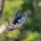 Eichelhäher im Flug