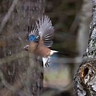 Eichelhäher im Flug