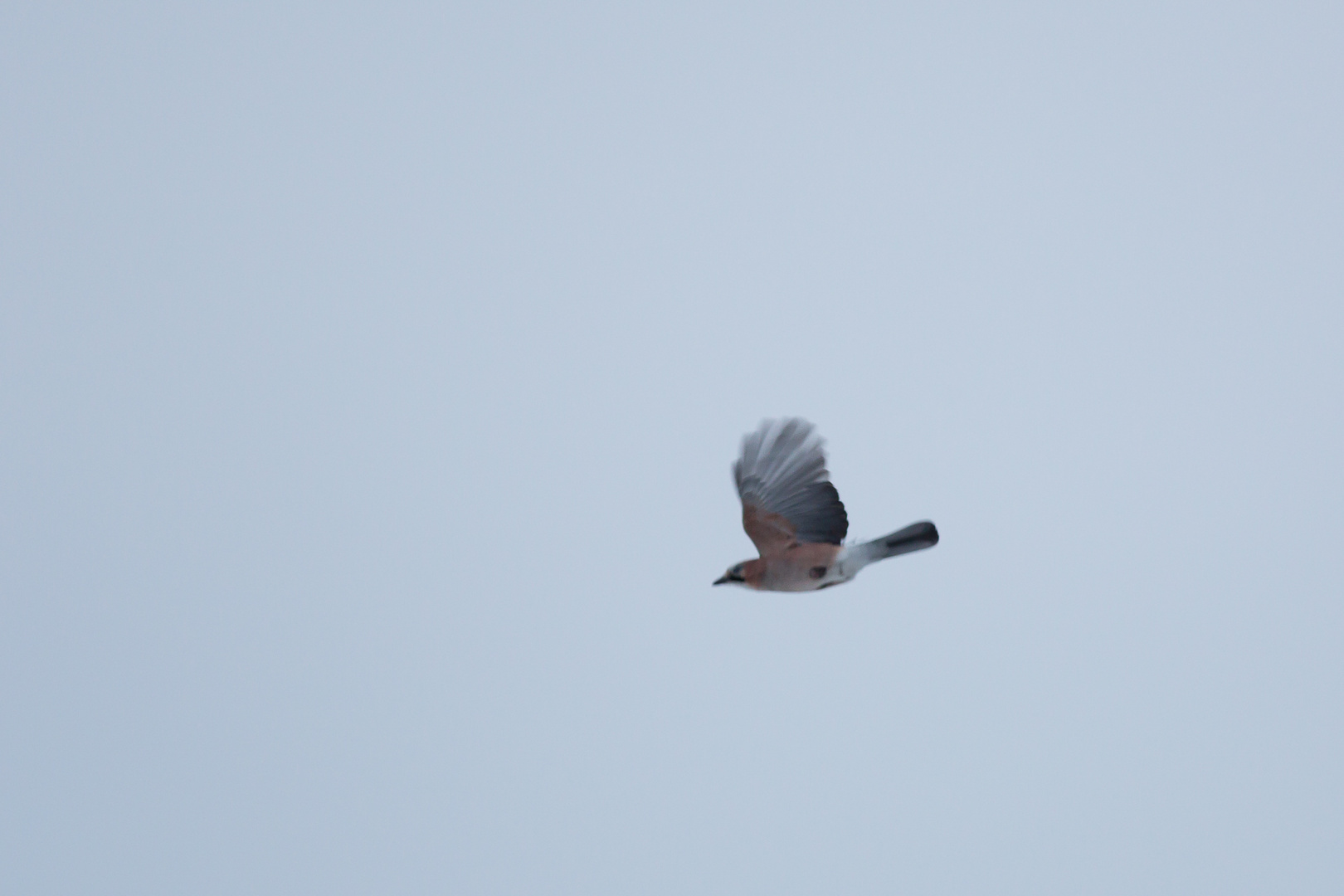 Eichelhäher im Flug