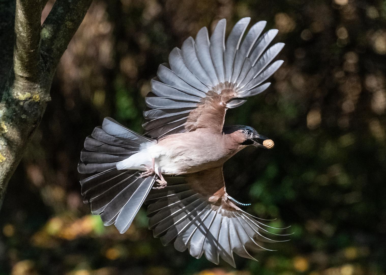 Eichelhäher im Flug mit "Beute"