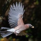 Eichelhäher im Flug mit Erdnuss