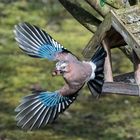 Eichelhäher im Flug mit Nüssen