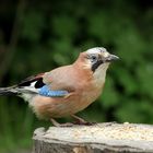 Eichelhäher im Garten ...