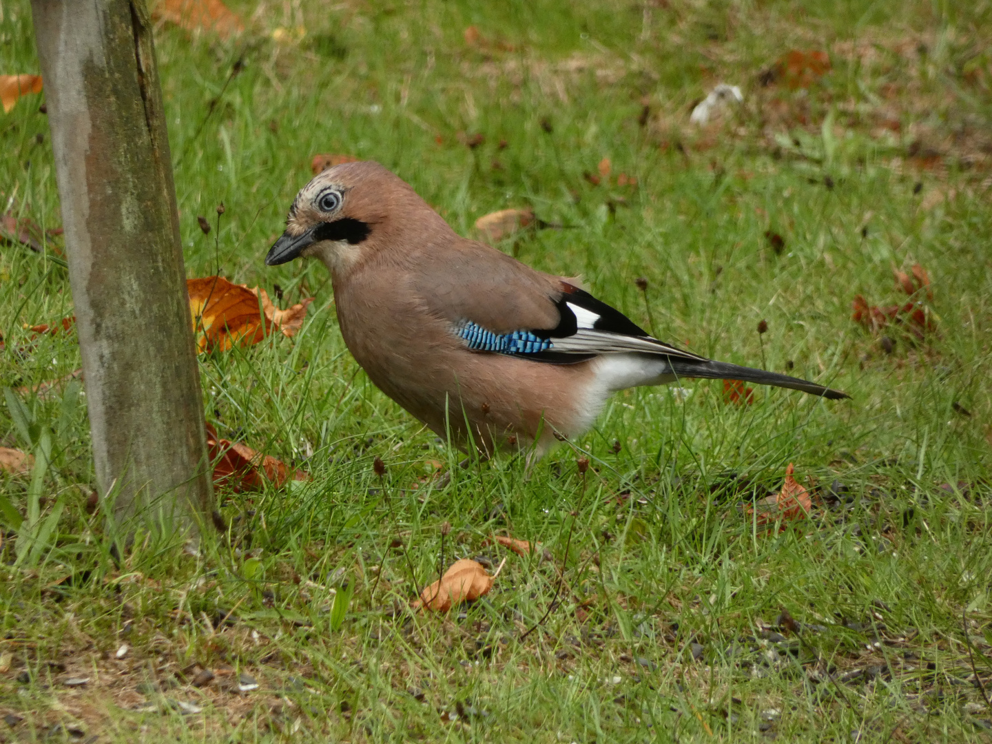 Eichelhäher im Garten.