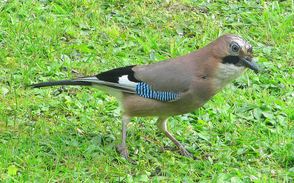 Eichelhäher im Garten