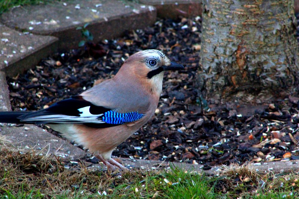 Eichelhaeher Im Garten Garten Design Idee Fotos