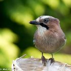 Eichelhäher im Garten