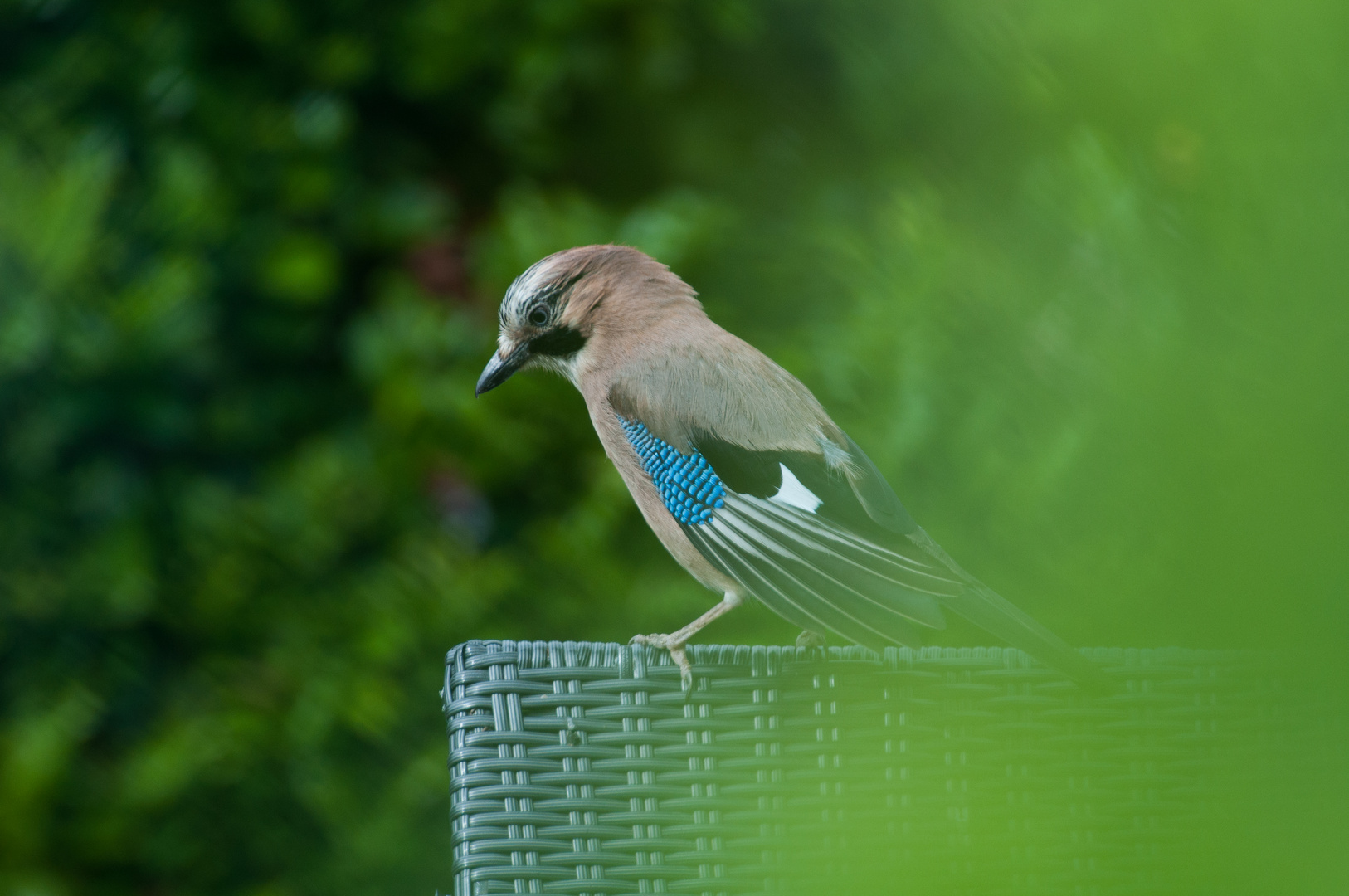 Eichelhäher im Garten