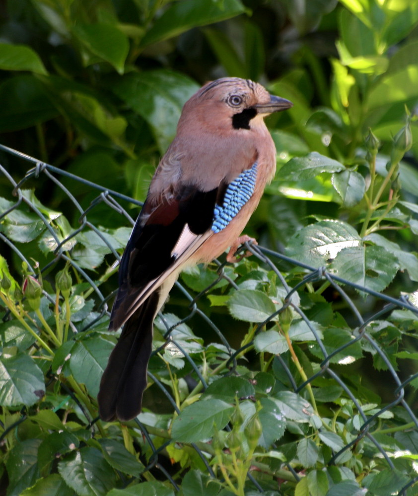 Eichelhäher im Garten Foto & Bild tiere, wildlife, wild lebende vögel