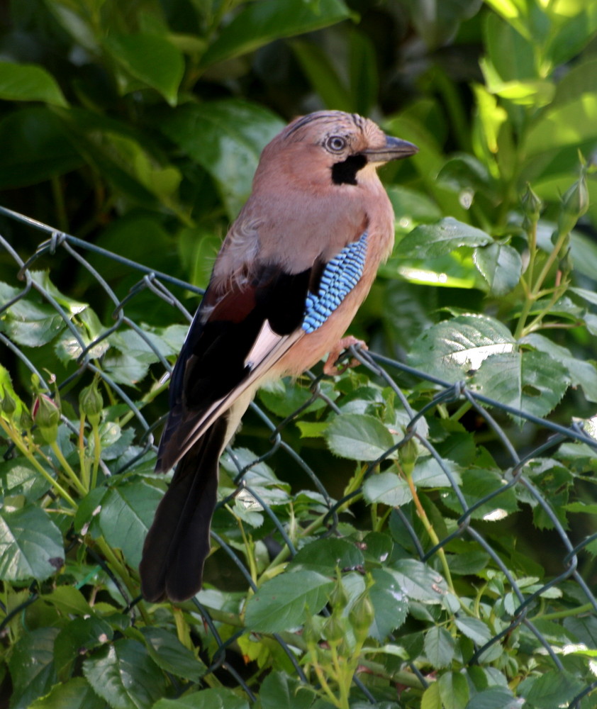 Eichelhäher im Garten