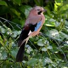 Eichelhäher im Garten