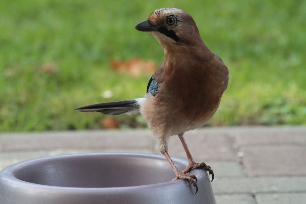 Eichelhäher im heimischen Garten Foto & Bild tiere, wildlife, wild