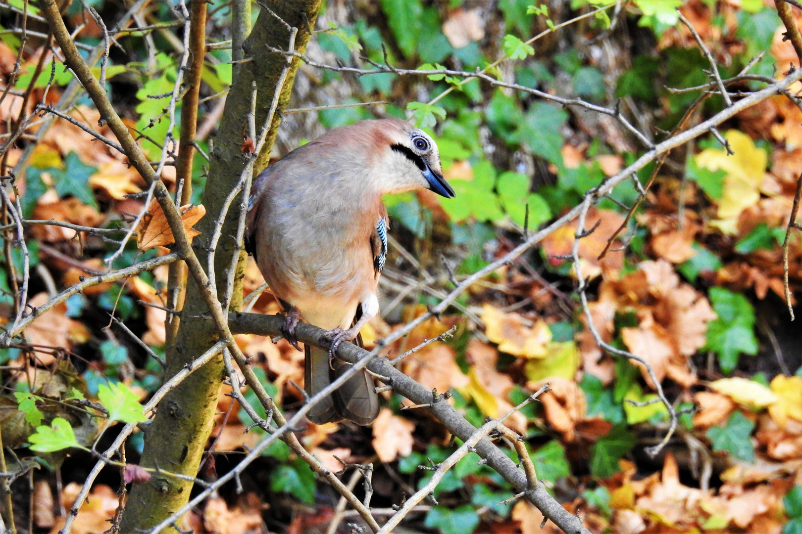 Eichelhäher  im Herbst 2 