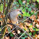 Eichelhäher  im Herbst 2 