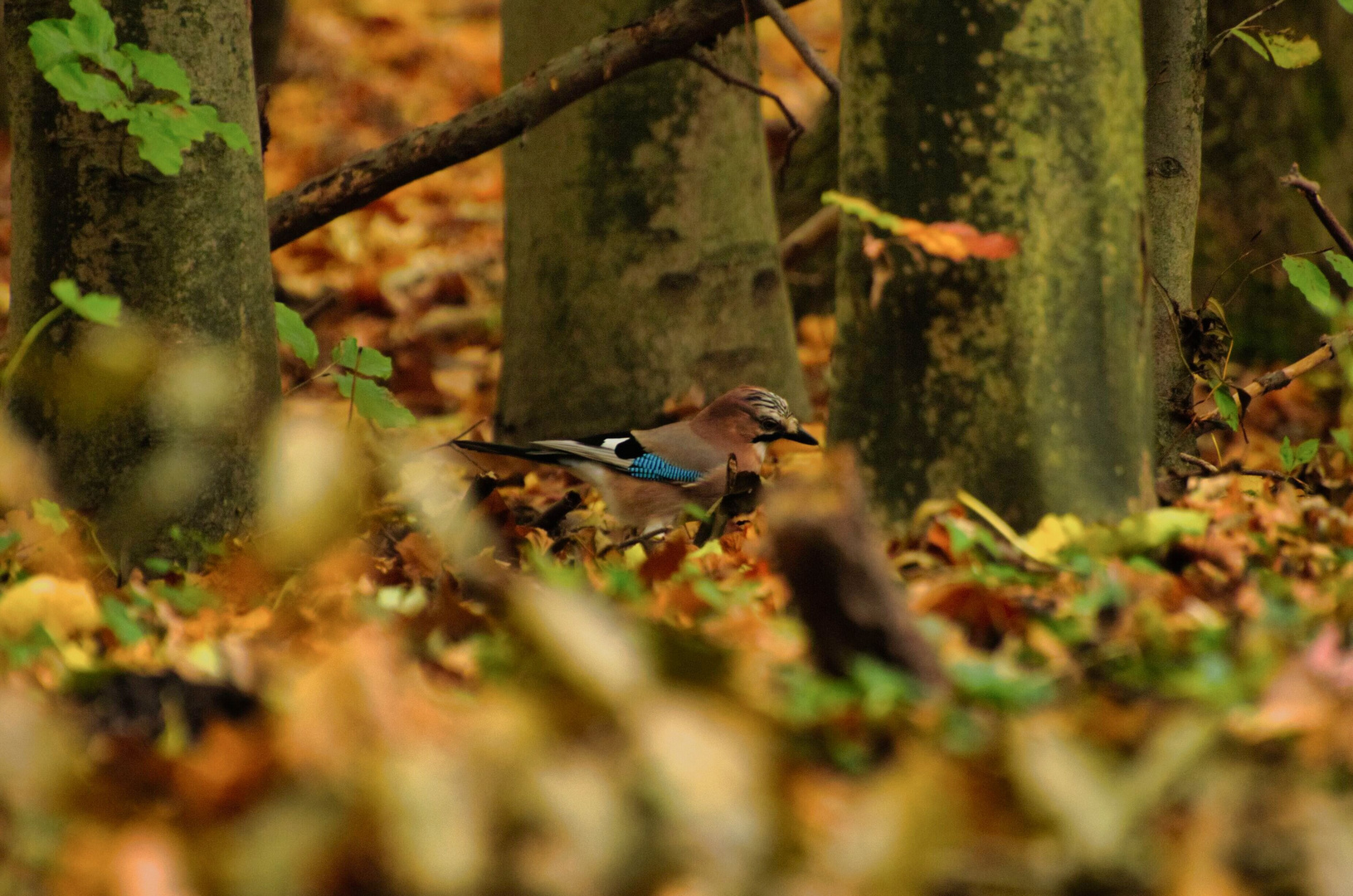  Eichelhäher im Herbst