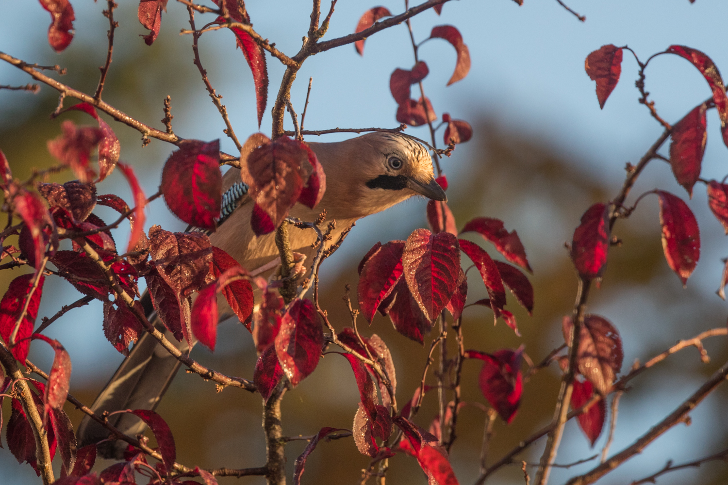 Eichelhäher im Herbst