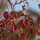 Eichelhäher im Herbst