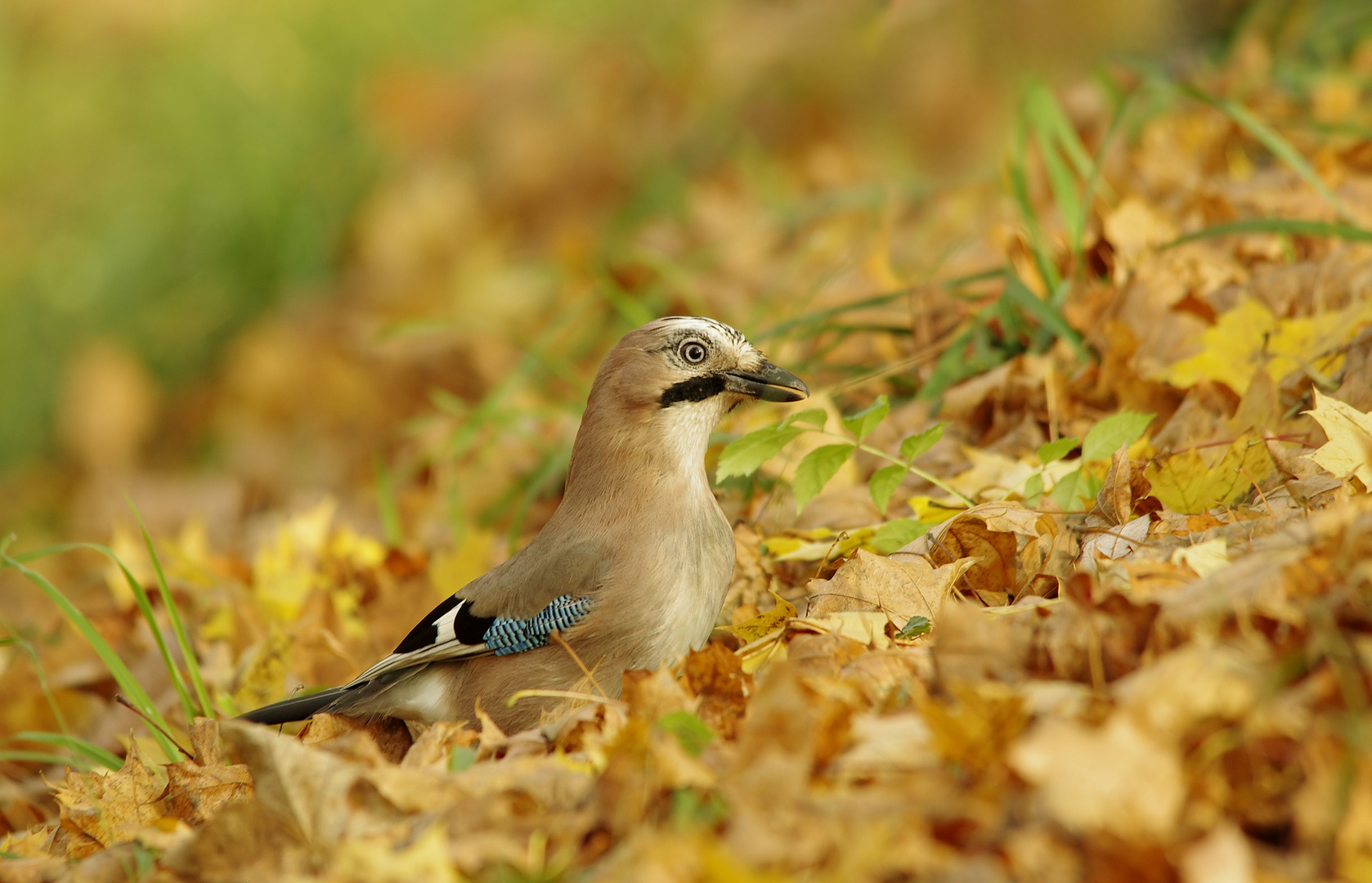 Eichelhäher im Herbstlaub