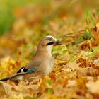 Eichelhäher im Herbstlaub