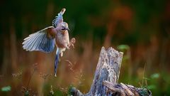 Eichelhäher im Landeanflug