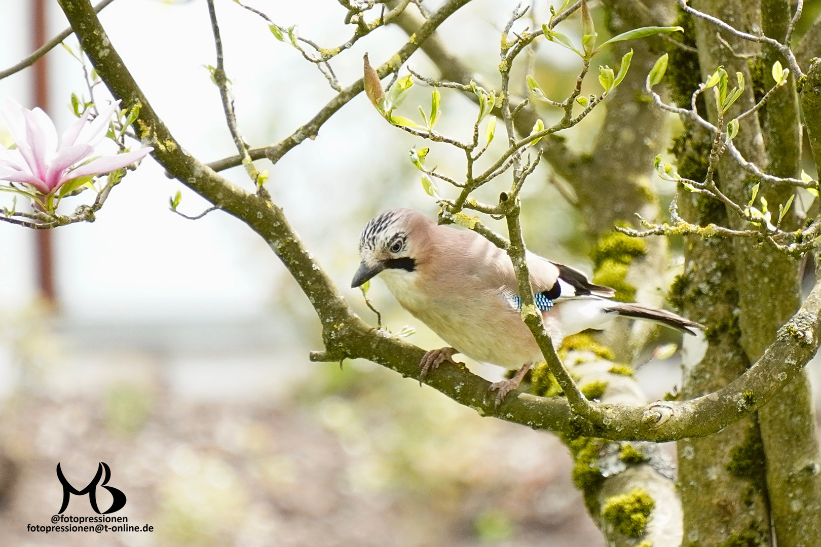 Eichelhäher im Magnolienbaum auf der Futtersuche für seine Jungvögel