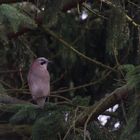 Eichelhäher im Nadelbaum