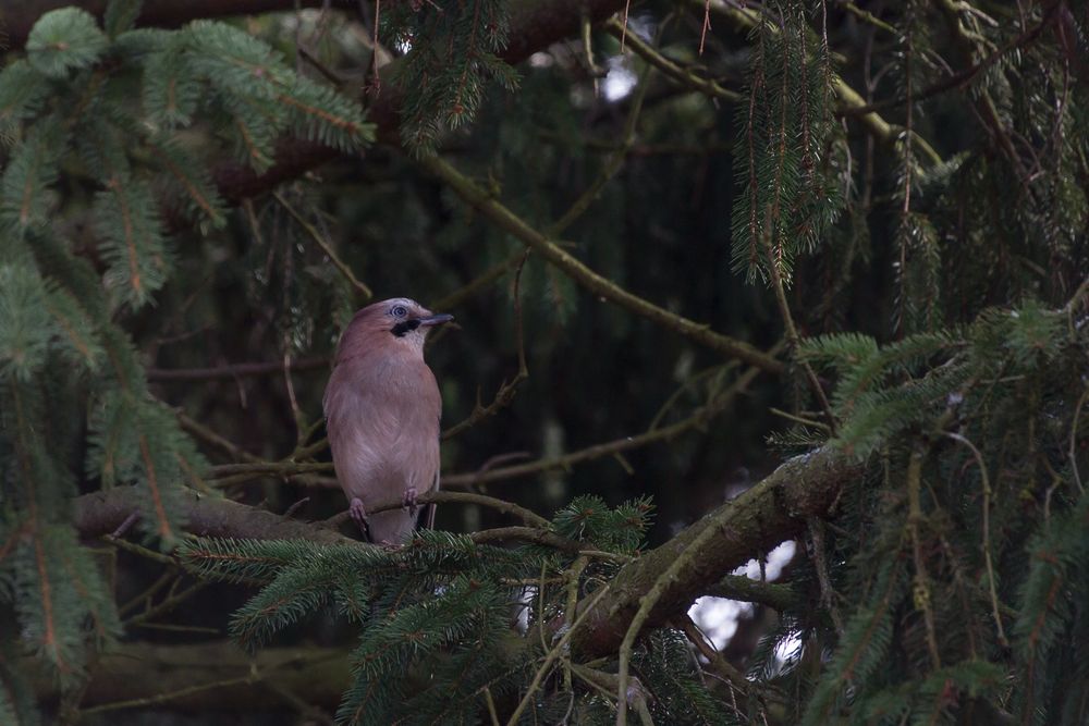 Eichelhäher im Nadelbaum