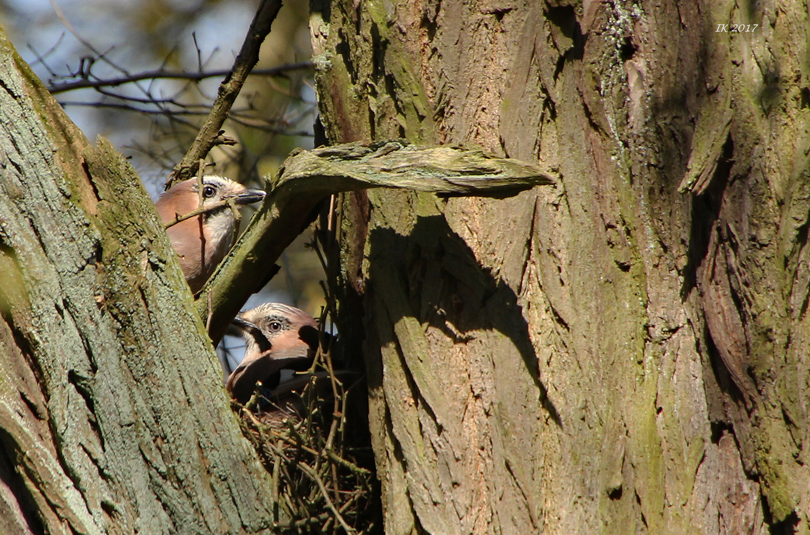 Eichelhäher im Nest