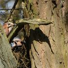 Eichelhäher im Nest