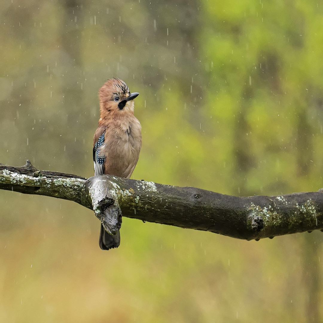 Eichelhäher im Regen