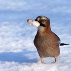 Eichelhäher im Schnee