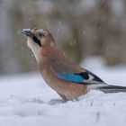 Eichelhäher im Schnee