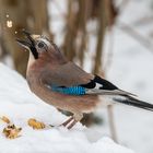 Eichelhäher im Schnee