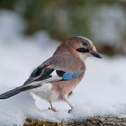   -  EICHELHÄHER  IM SCHNEE -