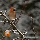 Eichelhäher im Schnee 