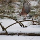 Eichelhäher im Schnee 