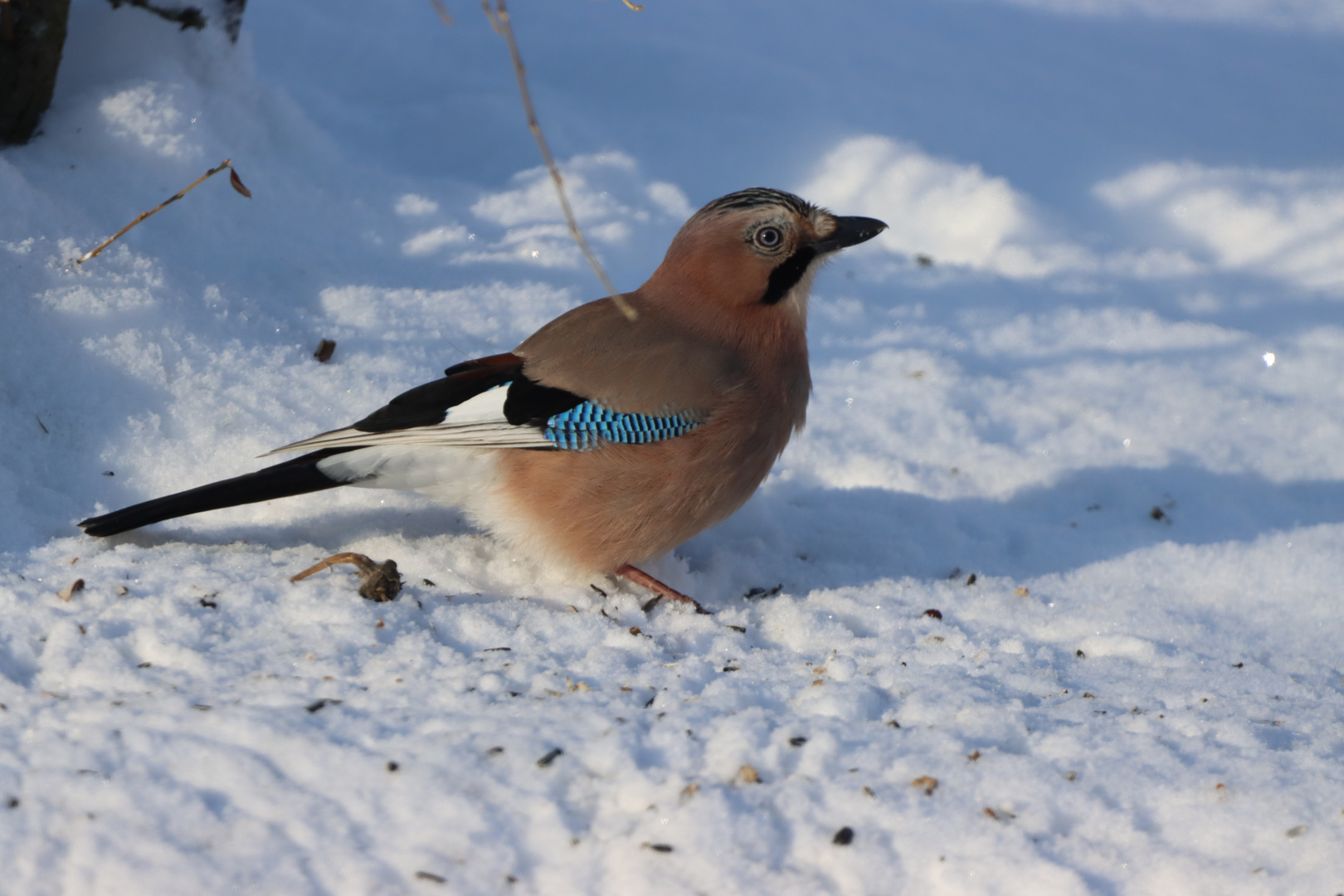 Eichelhäher im Schnee