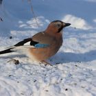 Eichelhäher im Schnee