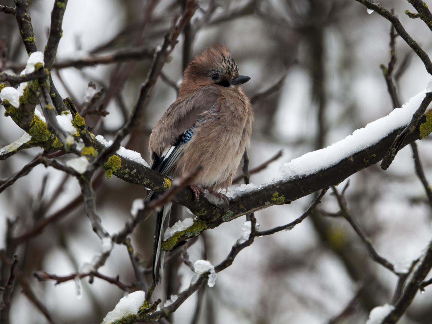 Eichelhäher im Schneefall