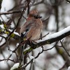 Eichelhäher im Schneefall