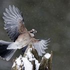 Eichelhäher im Schneetreiben