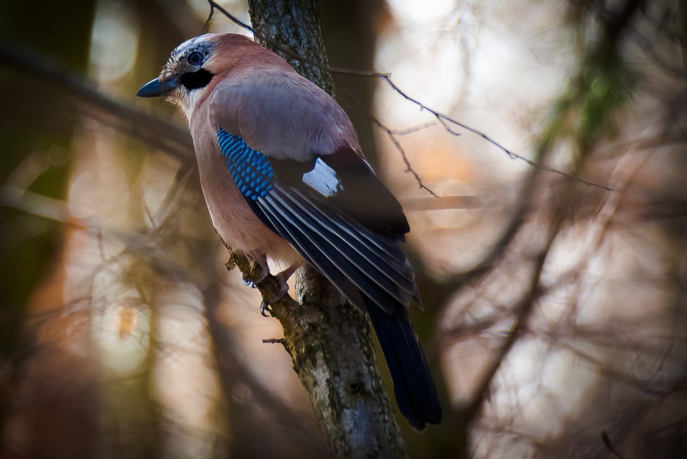 Eichelhäher im Wald