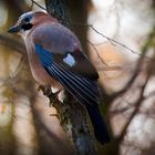 Eichelhäher im Wald