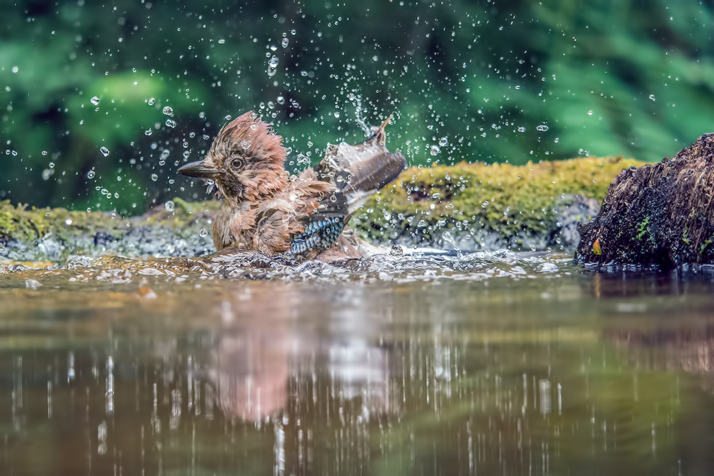 Eichelhäher im Wasser